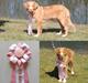 Nova scotia duck tolling retriever Flóki/Toller's Delight Viking Warrior