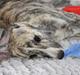 Whippet Didrik