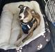 Whippet All Stars Emil 
