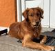 Golden retriever Oscar