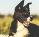 Border collie Kajsaligans Kommandusen