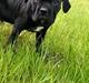 Cane corso Diesel 