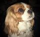 Cavalier king charles spaniel Klara