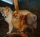Pomeranian Topsys Rødtop