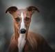 Whippet Bertram 