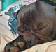 Mops Nova 