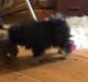 Pomeranian Kenzo 