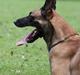 Malinois IGP3 Czhaplin Codi-Fin - over regnbuen