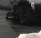 Dværgpuddel Daisy (Kennel-navn: "Vickys Beatrix")