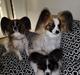 Papillon Smilla