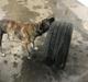 Dogo canario Nala