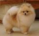 Pomeranian Karma (Simvol Goda classic style) 