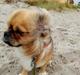 Tibetansk spaniel teddy