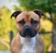 Staffordshire bull terrier Canaveral-staff Clodia AKA Rita