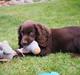 Cocker spaniel Jacko