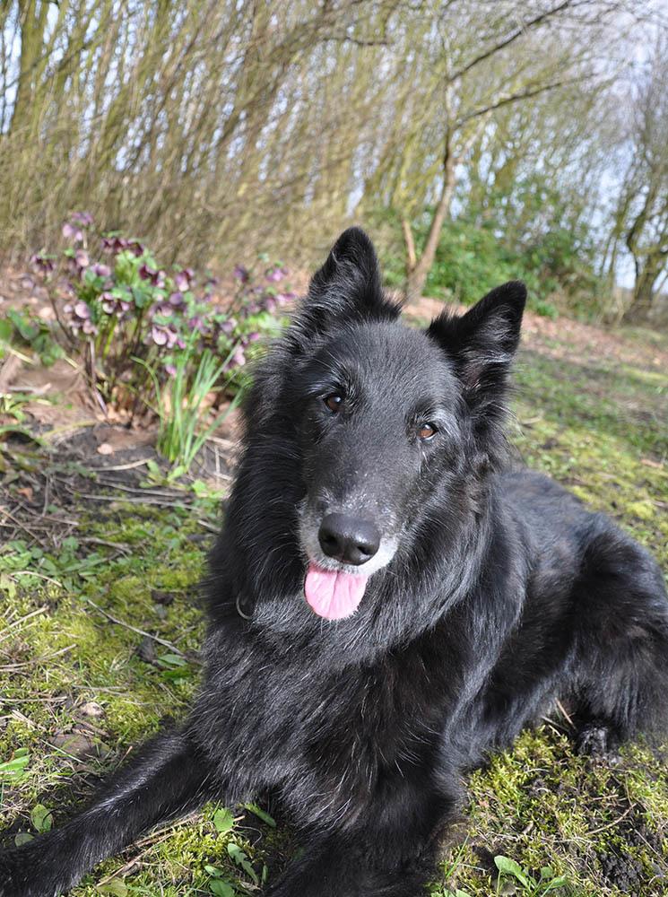 Groenendael Lia - Fødselsdagsbarnet med blomster. billede 28