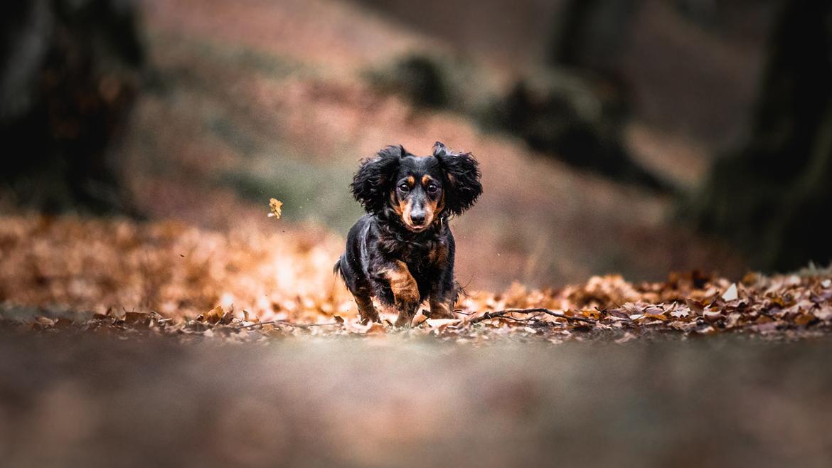 Dværggravhund Sveske billede 26