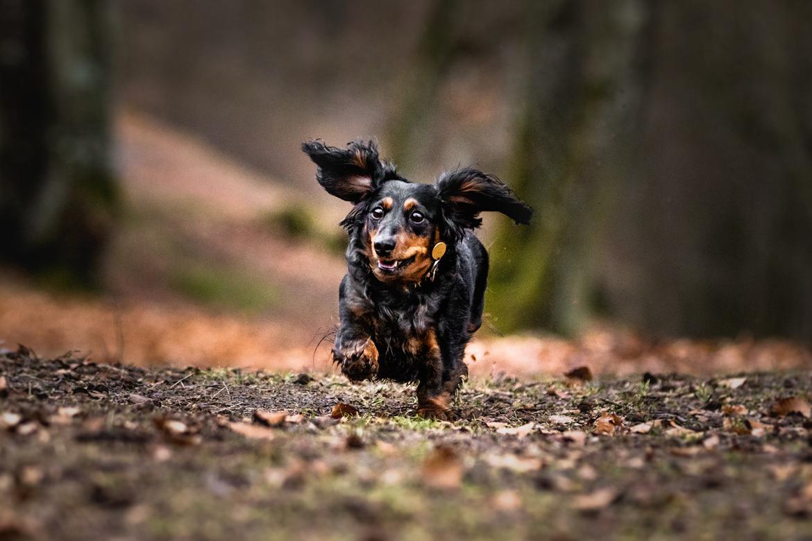 Dværggravhund Sveske billede 4