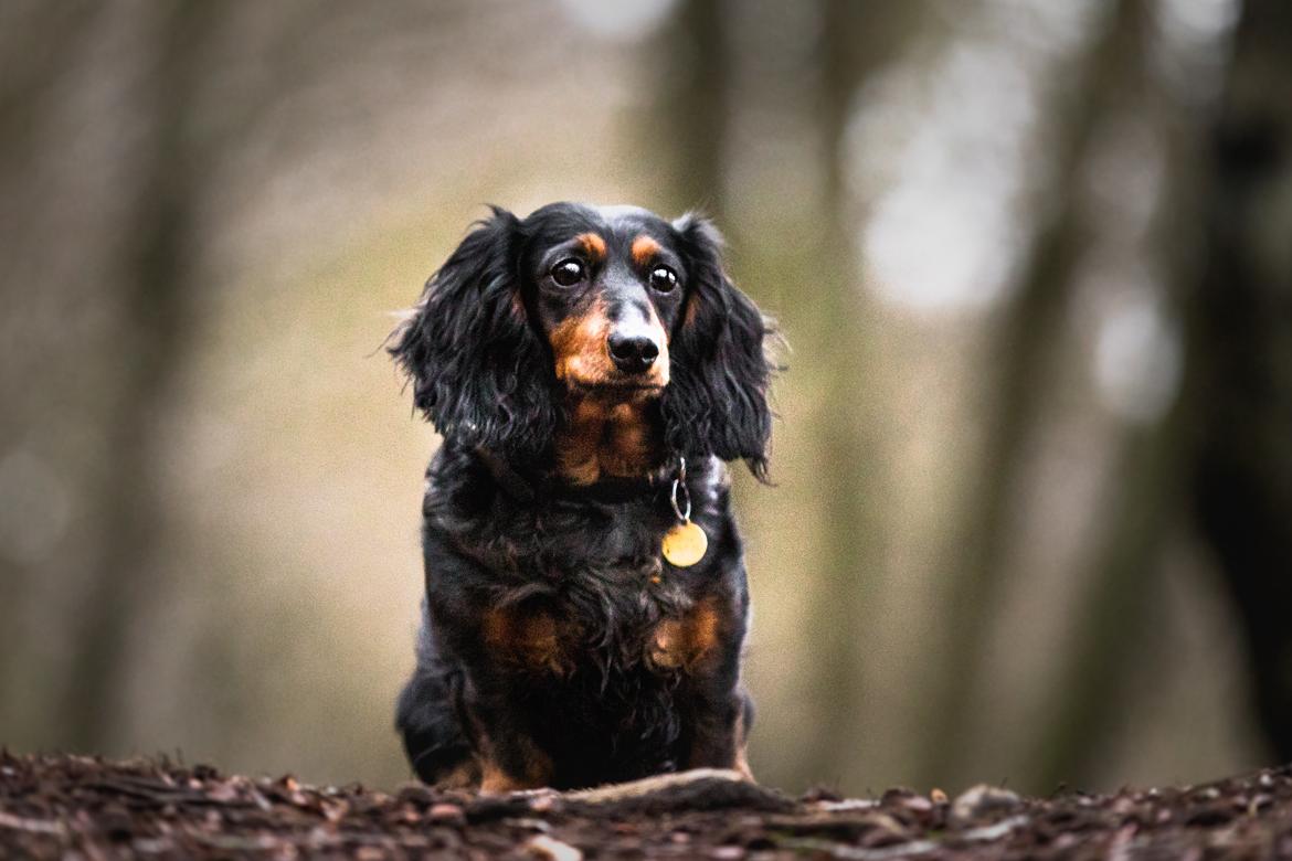 Dværggravhund Sveske billede 15