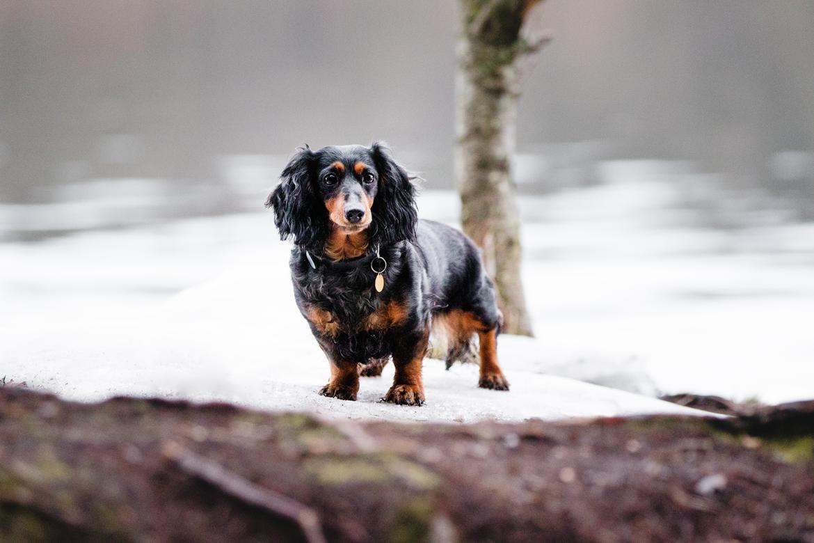 Dværggravhund Sveske billede 20