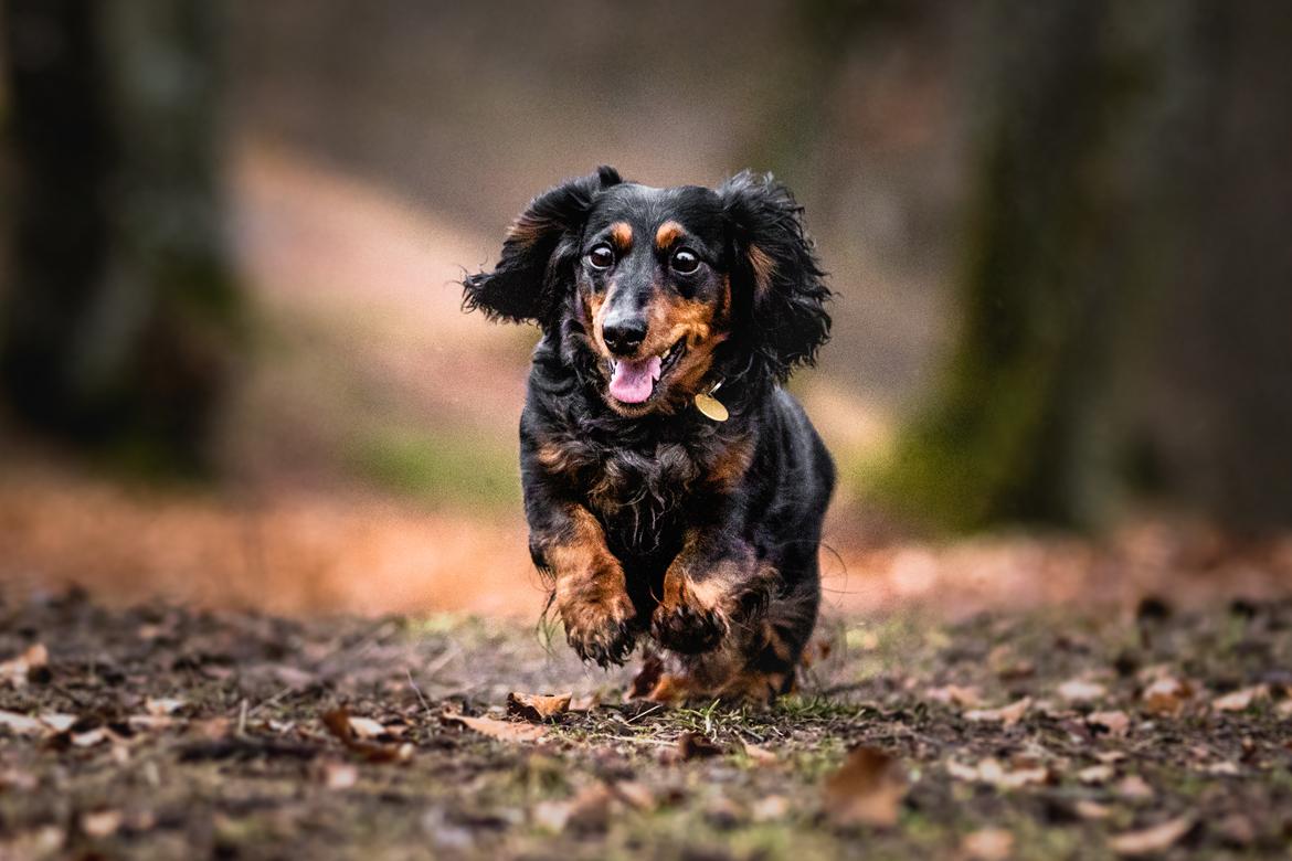 Dværggravhund Sveske billede 37