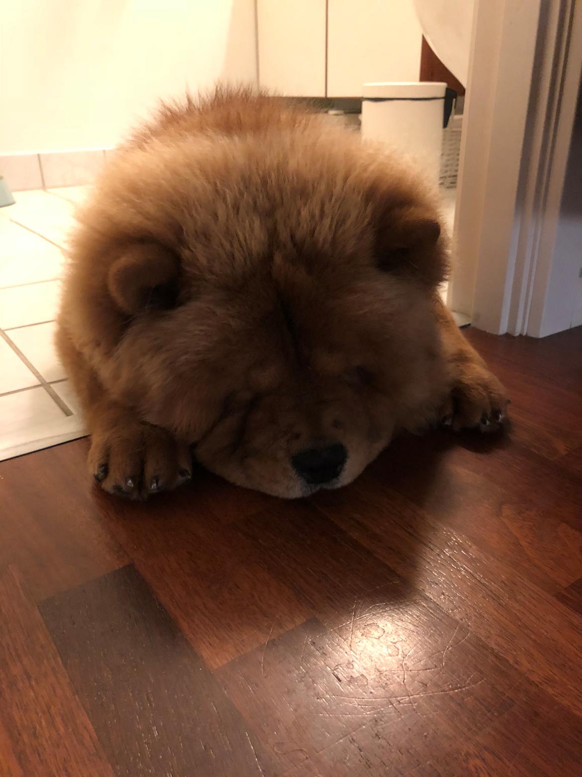 Chow chow Simba billede 2