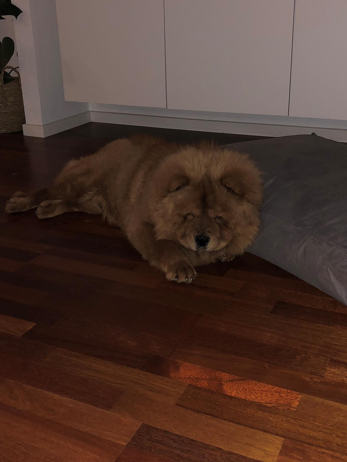 Chow chow Simba billede 3