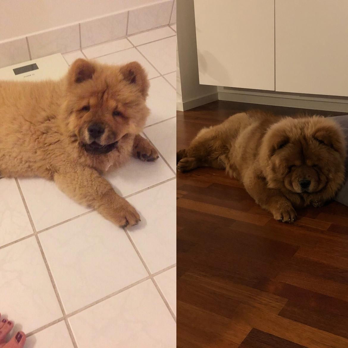 Chow chow Simba billede 6