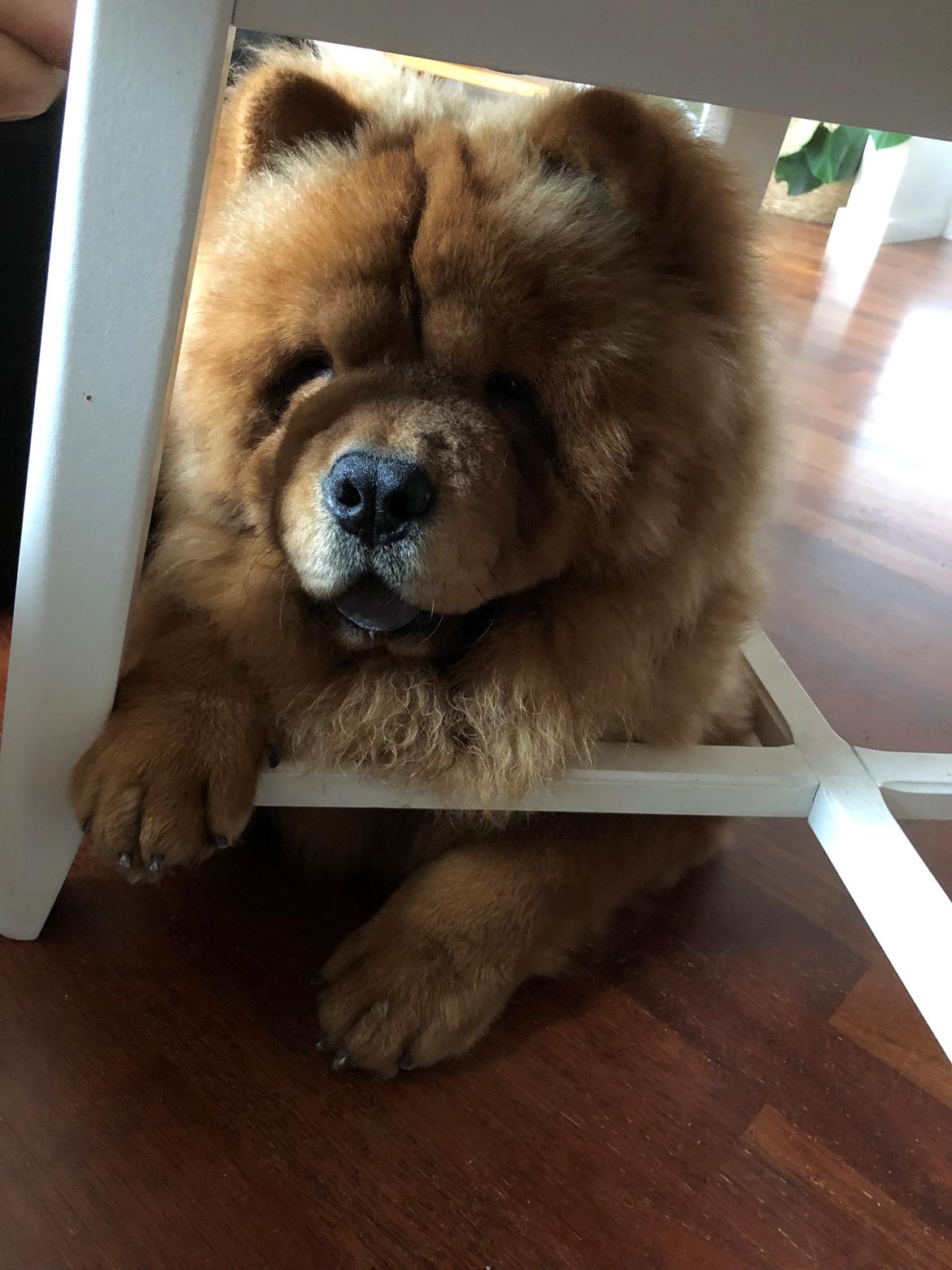 Chow chow Simba billede 7