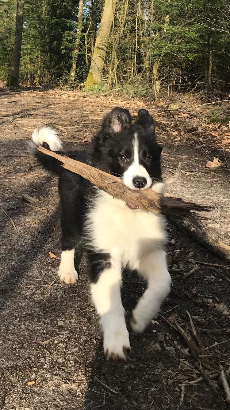 Border collie Hokú Ohana's Amazing Benji billede 18
