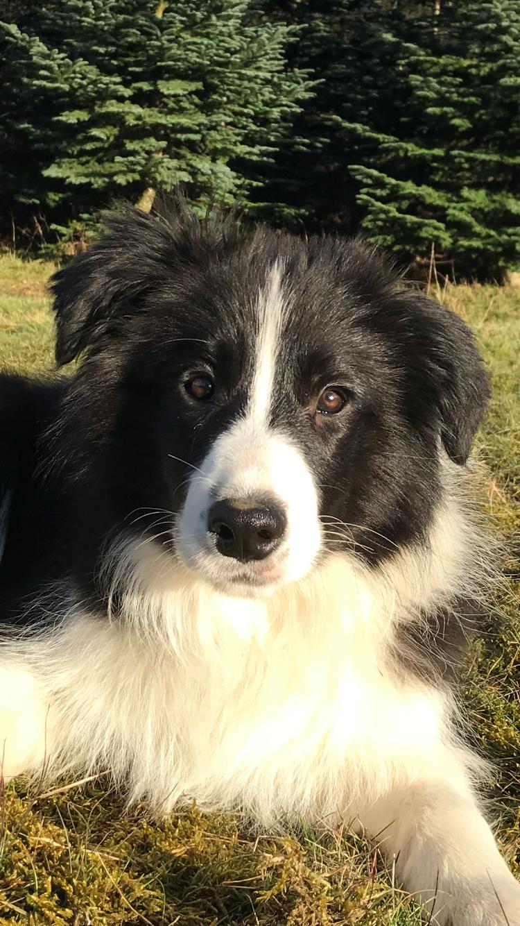 Border collie Hokú Ohana's Amazing Benji billede 19