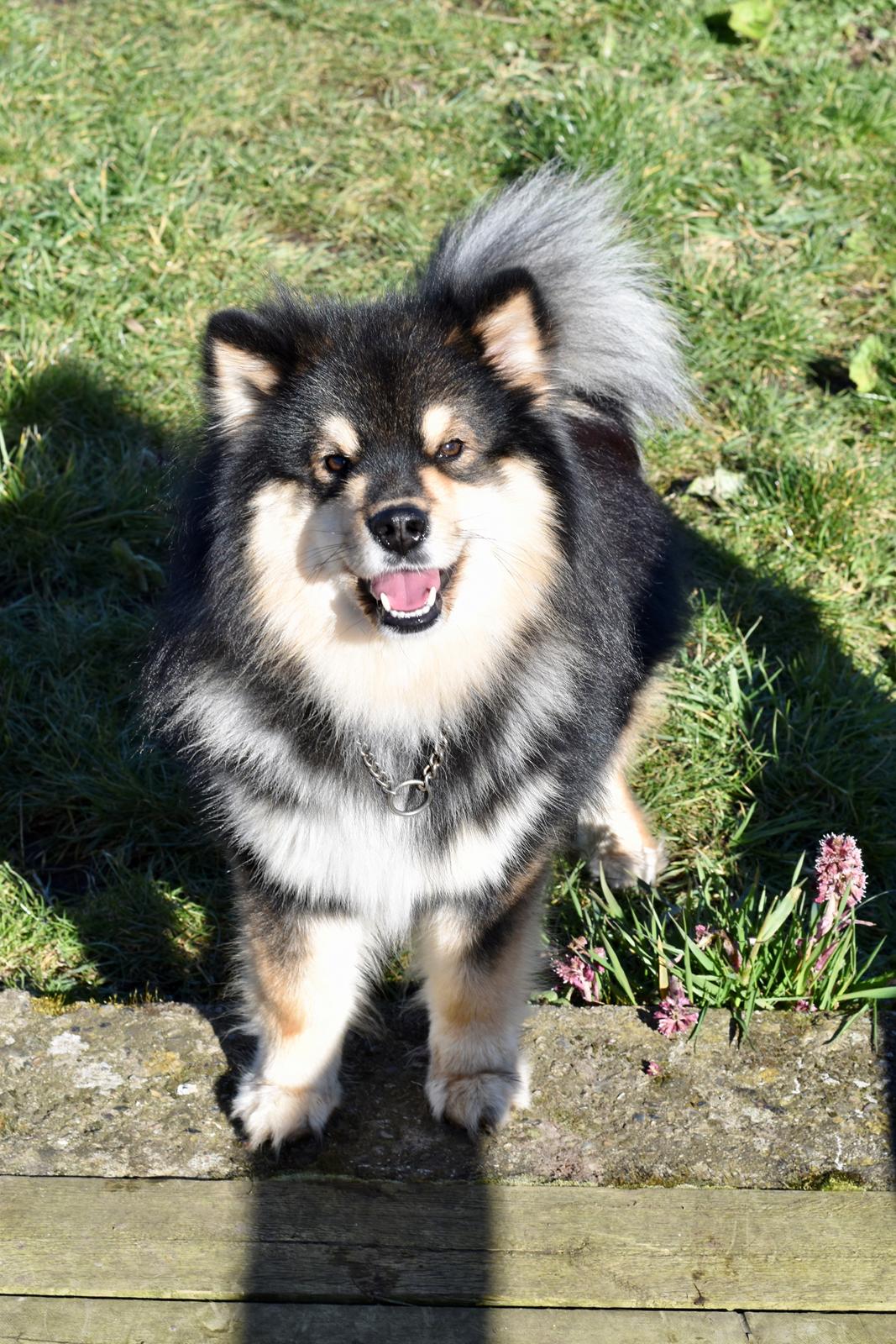 Finsk lapphund Eli - Eli 22 mdr. billede 9
