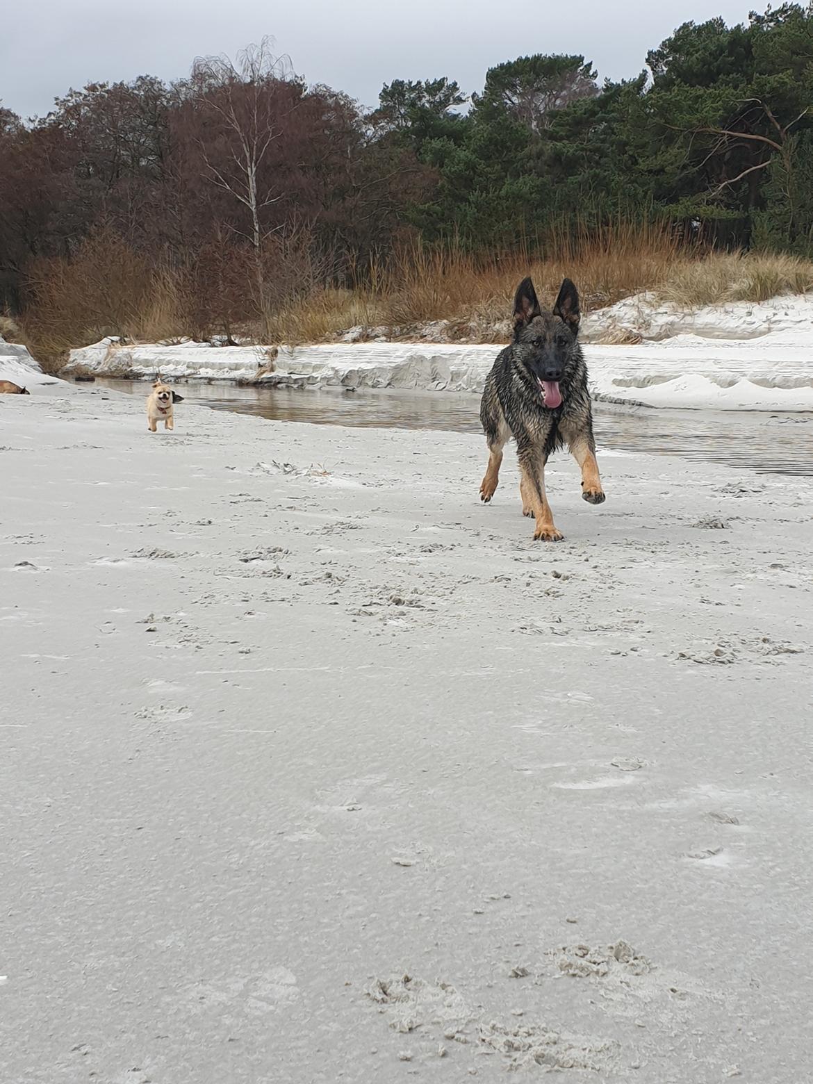 Schæferhund Esso (Haubroe Aud) billede 16
