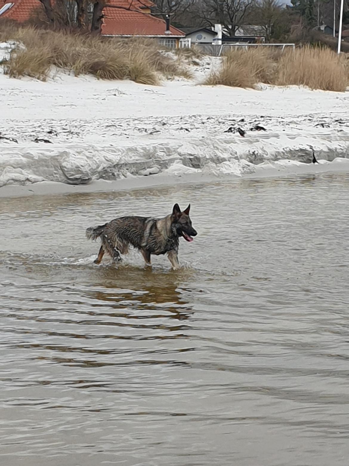 Schæferhund Esso (Haubroe Aud) billede 18