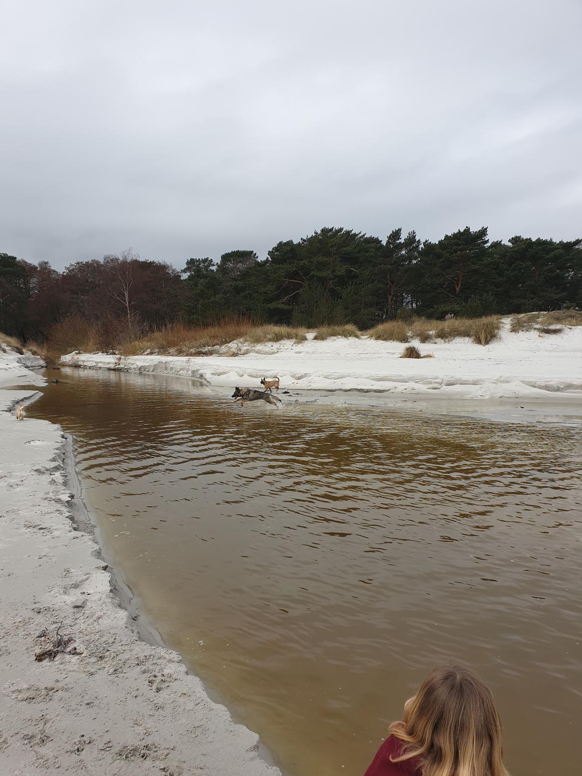 Schæferhund Esso (Haubroe Aud) billede 17
