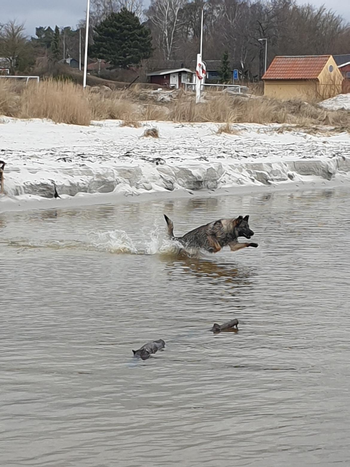 Schæferhund Esso (Haubroe Aud) billede 19