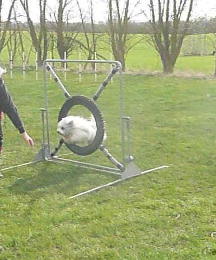 Coton de tulear King billede 2