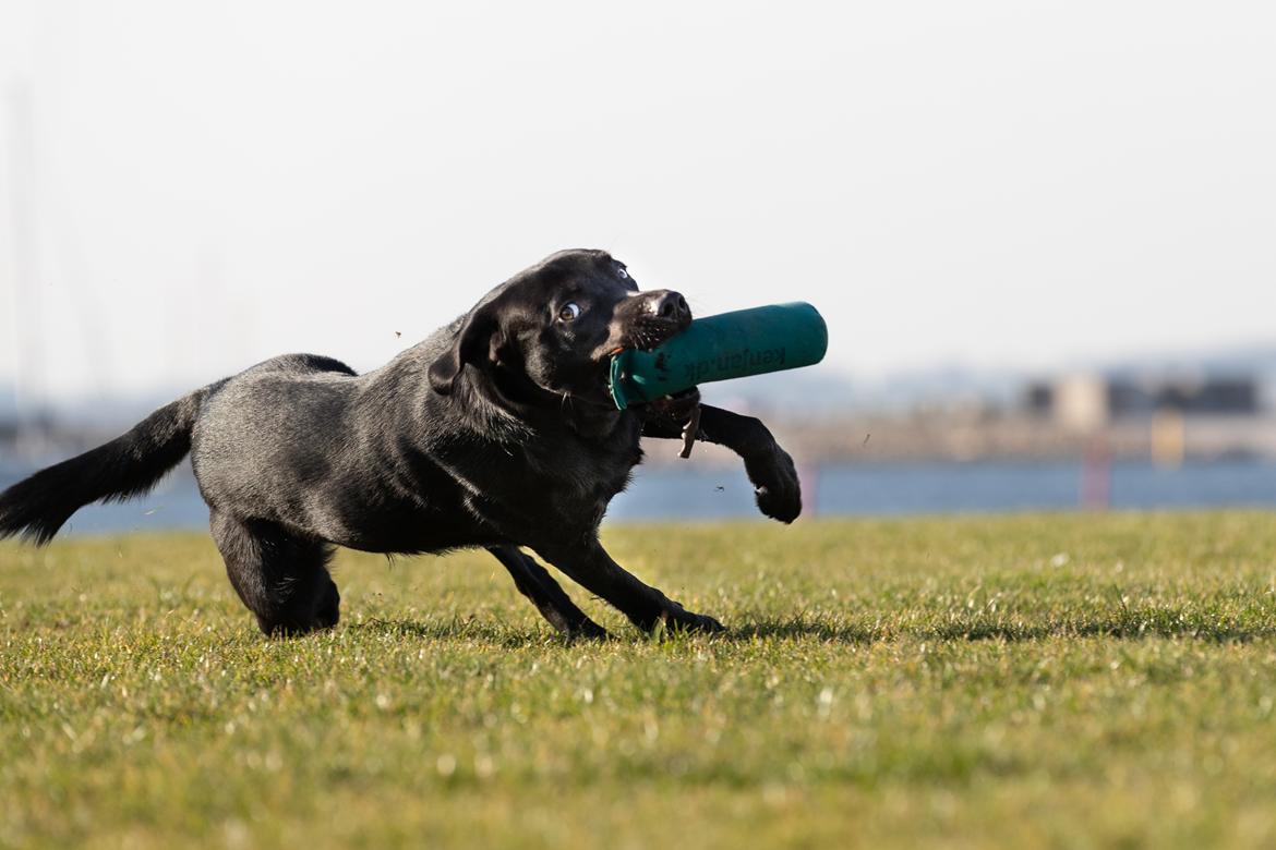 Labrador retriever Freddy billede 1