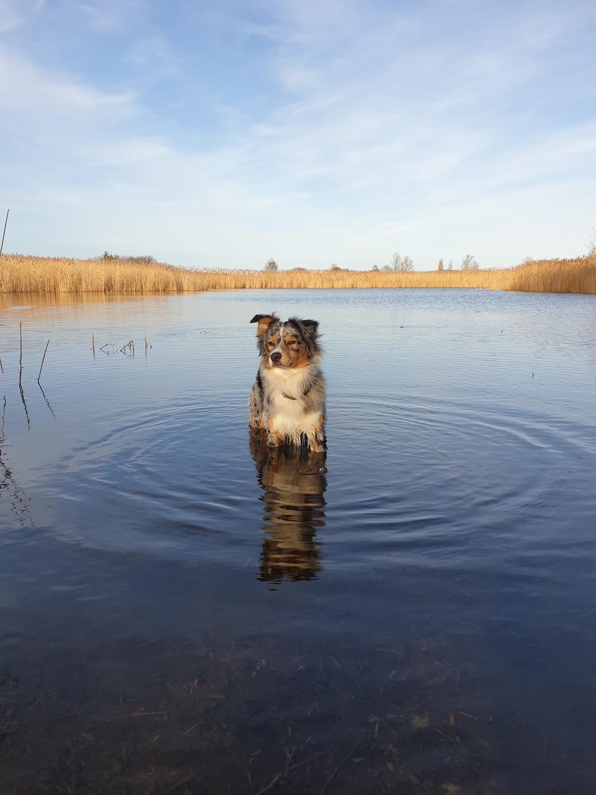 Australian shepherd Nougat billede 3