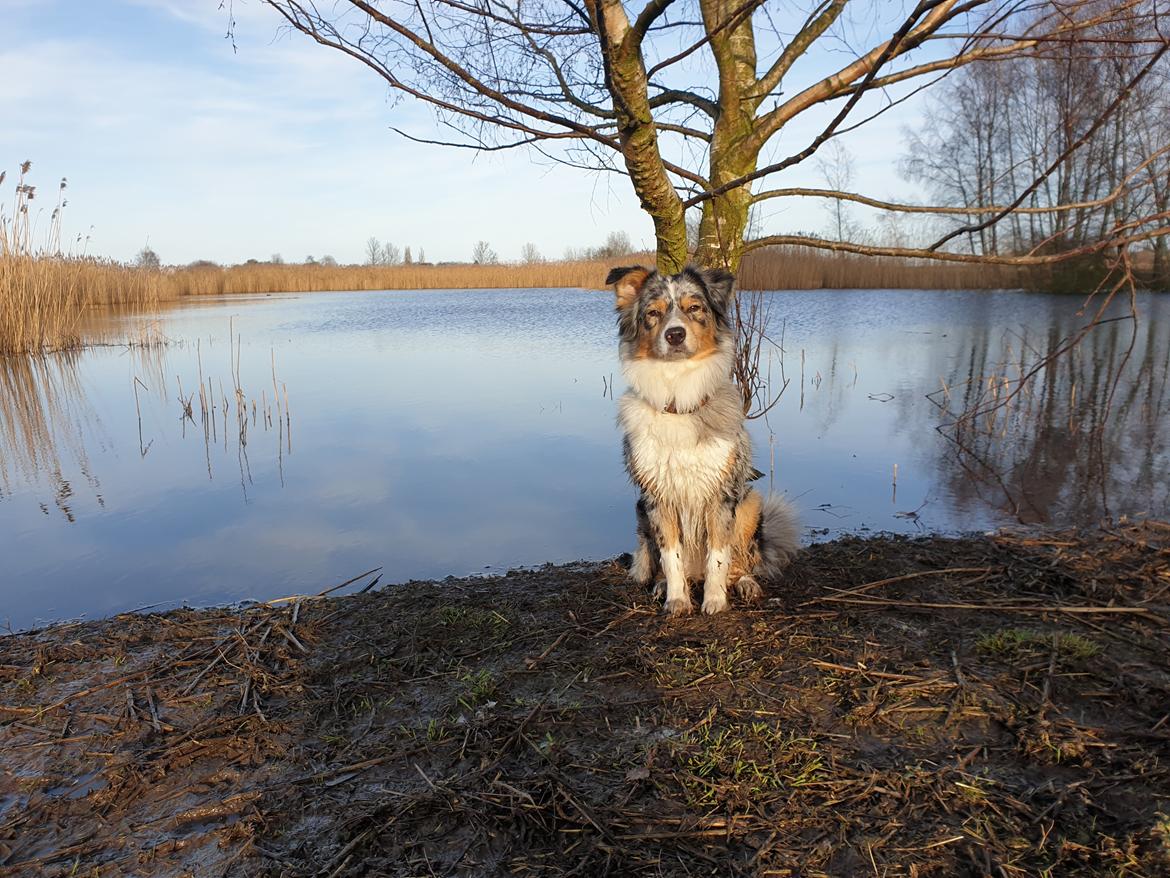 Australian shepherd Nougat billede 1