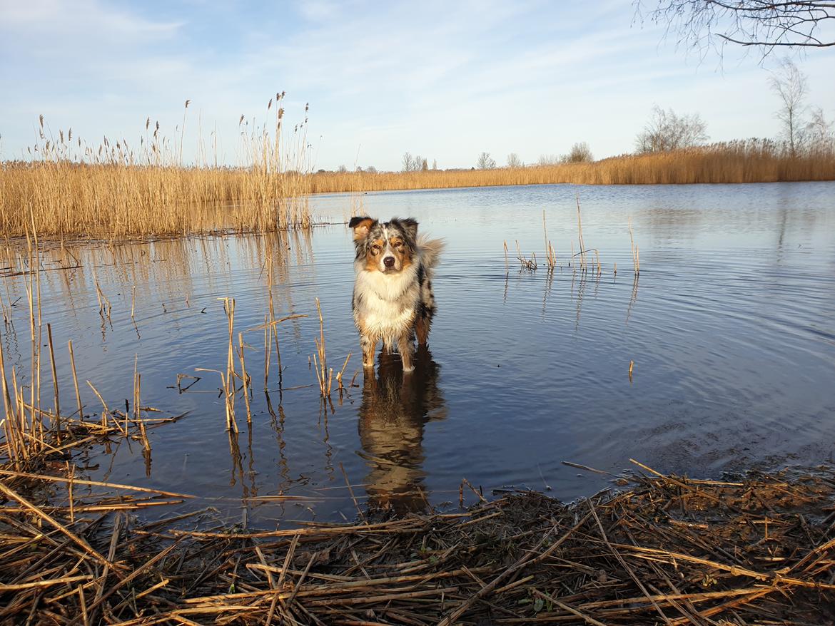 Australian shepherd Nougat billede 46