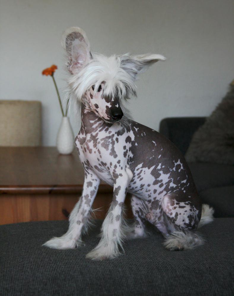 Chinese crested hårløs Malthe billede 20