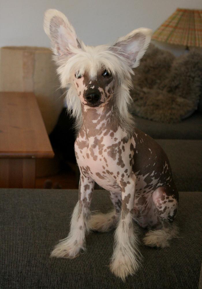 Chinese crested hårløs Malthe billede 21