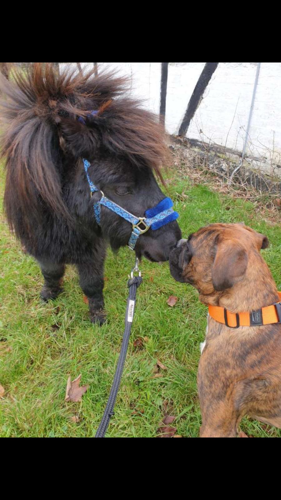 Boxer Buster baby billede 8