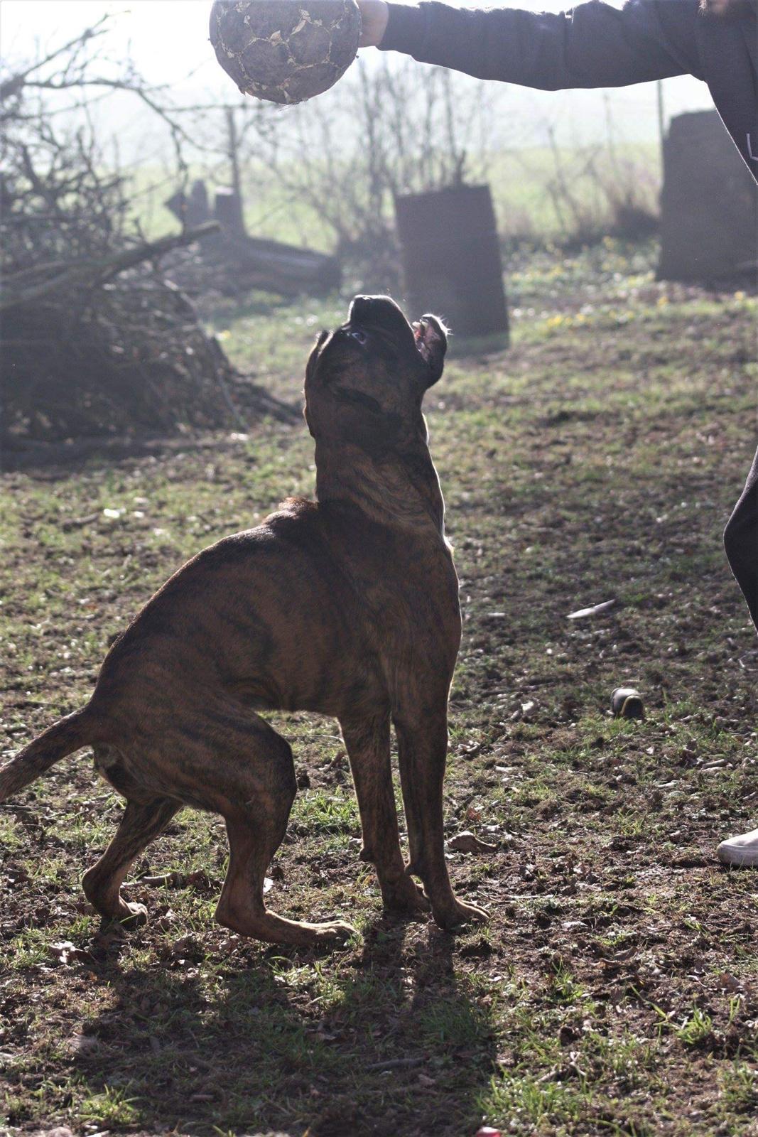 Boxer Buster baby billede 10