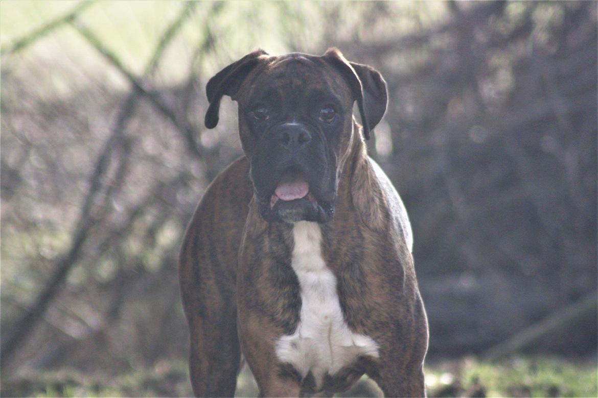 Boxer Buster baby billede 11