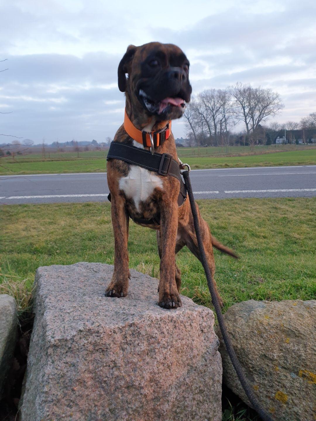 Boxer Buster baby billede 9