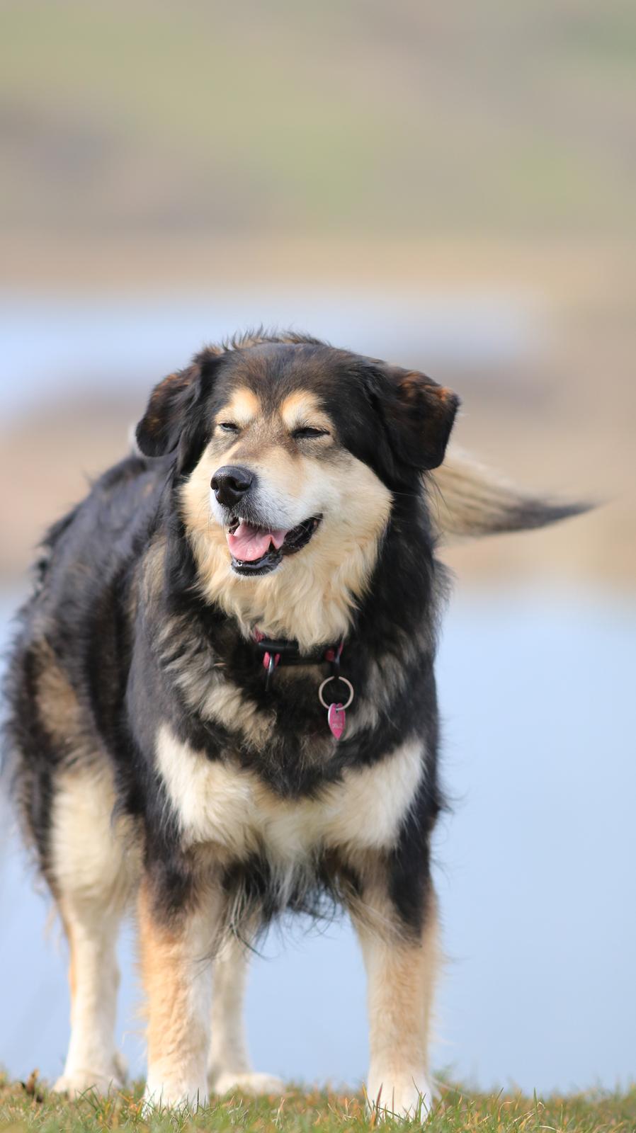 Blanding af racer Tiki (Himmel hund) for altid savnet  - Billede taget af min Datter 2019 billede 13