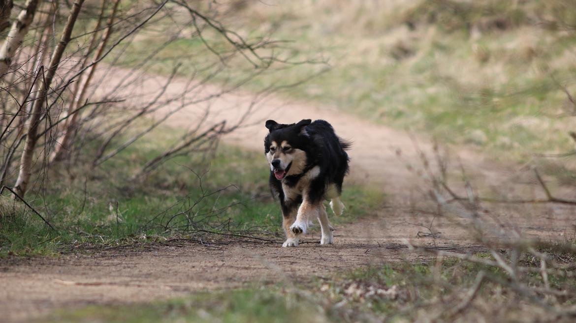 Blanding af racer Tiki (Himmel hund) for altid savnet  - Billede taget af min Datter 2019 billede 14