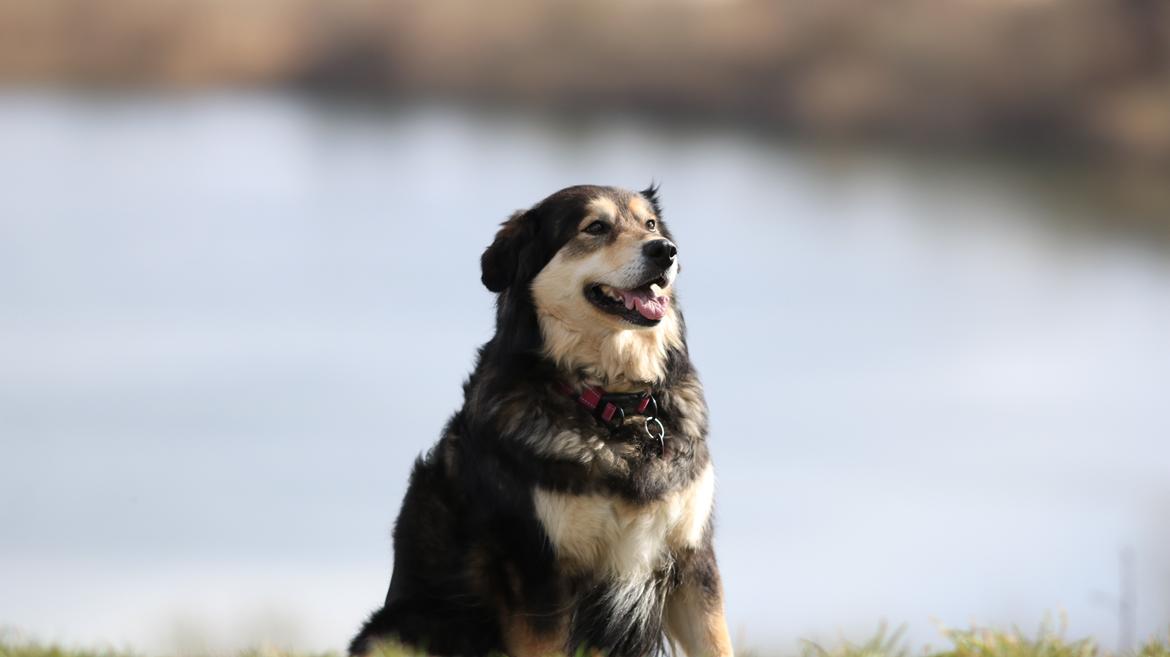 Blanding af racer Tiki (Himmel hund) for altid savnet  - Billede taget af min Datter 2019 billede 15